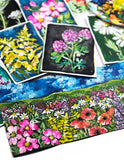 field of blooms