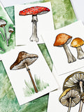 watercolor sketch mushrooms