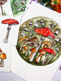 watercolor sketch mushrooms