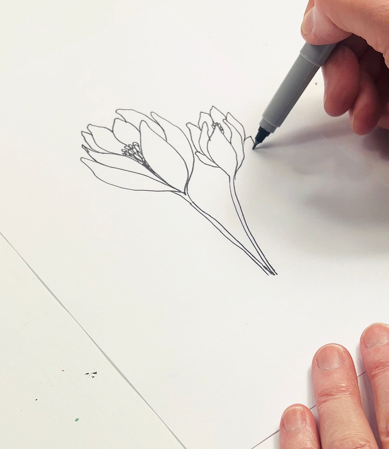 NEW! botanical lines- begins March 1st