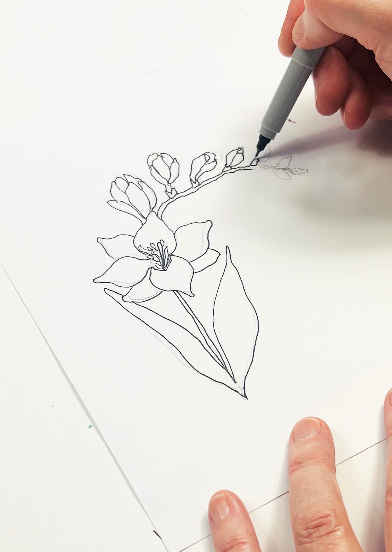 NEW! botanical lines- begins March 1st