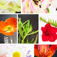 flower power online class